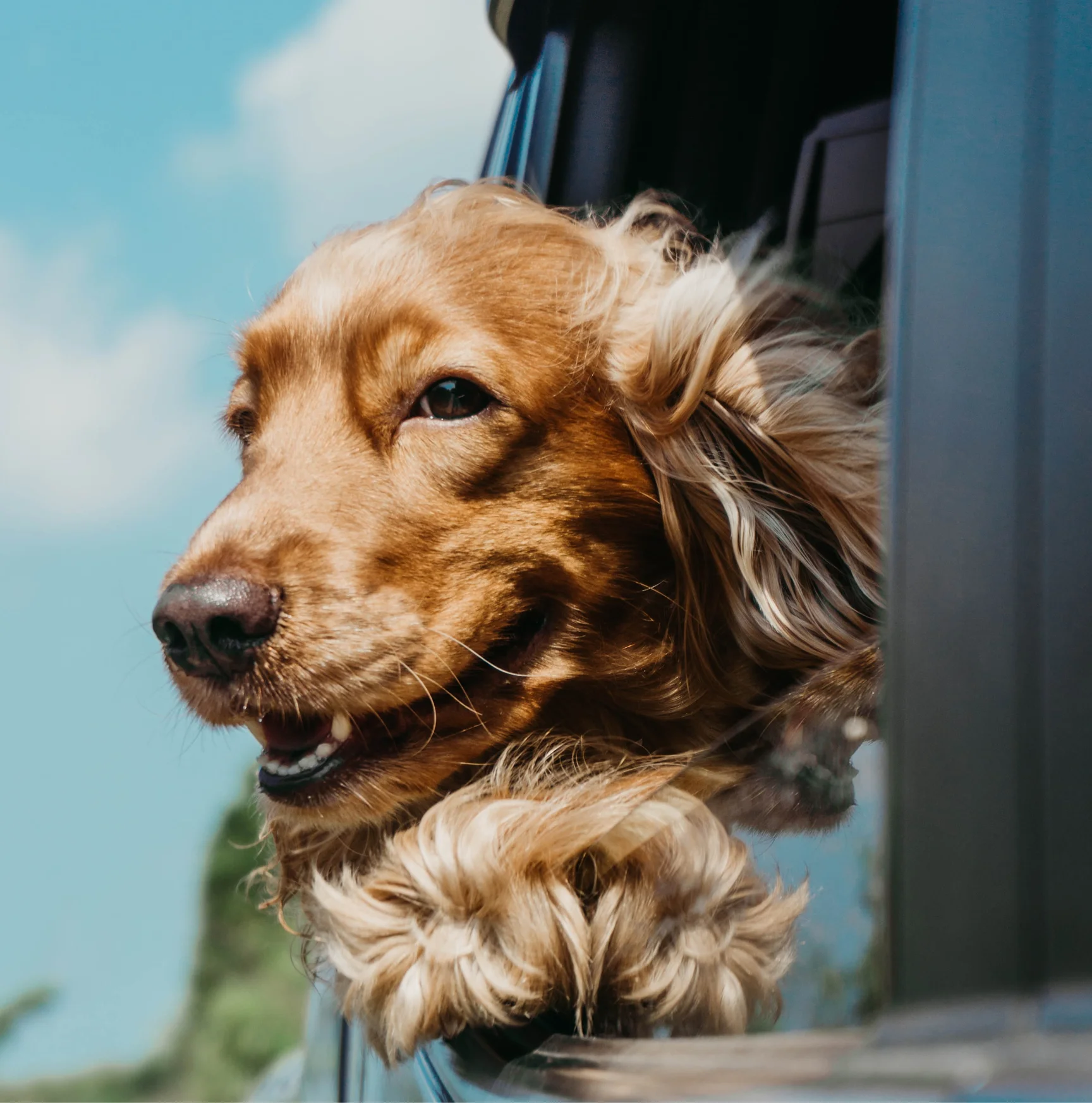 Wagmo